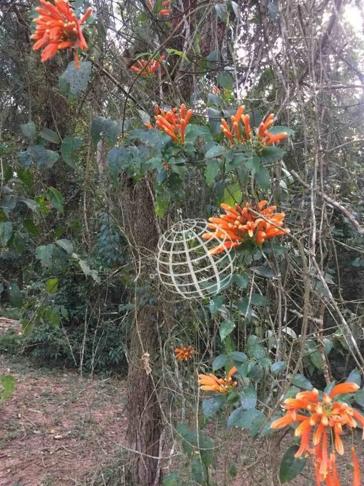 Chácara, 3 quartos, 4 hectares - Foto 16