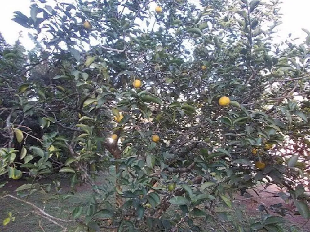 Chácara, 4 quartos, 4 hectares - Foto 16