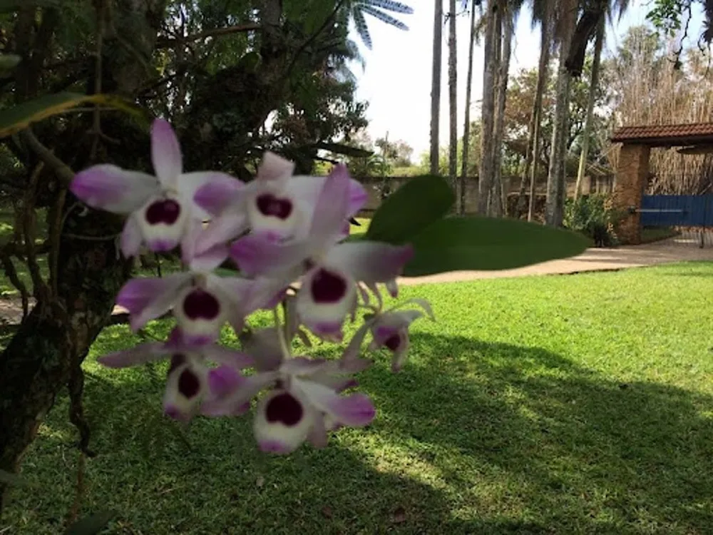 Chácara, 4 quartos, 1 hectares - Foto 4