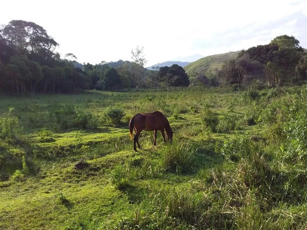 Fazenda, 12 hectares - Foto 1