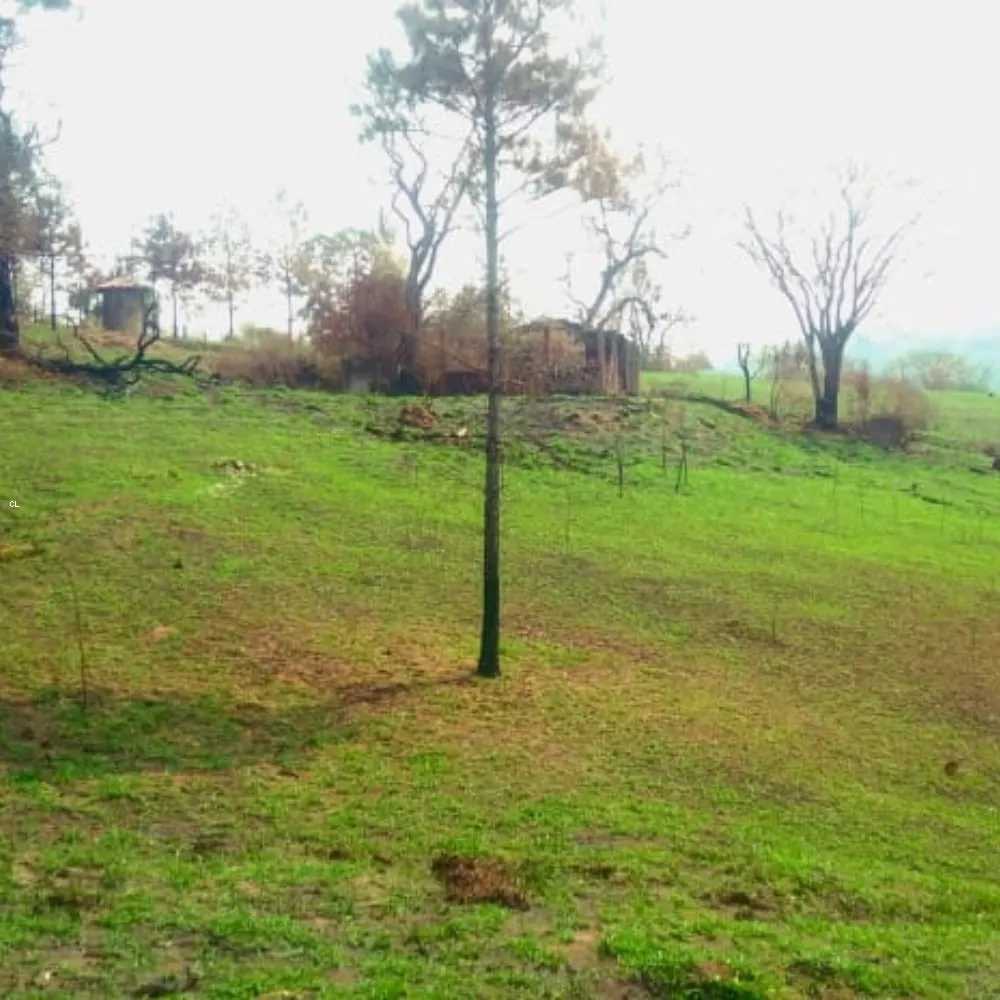 Sítio, 2 quartos, 5 hectares - Foto 13