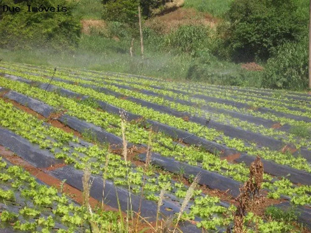 Terreno, 4 hectares - Foto 13