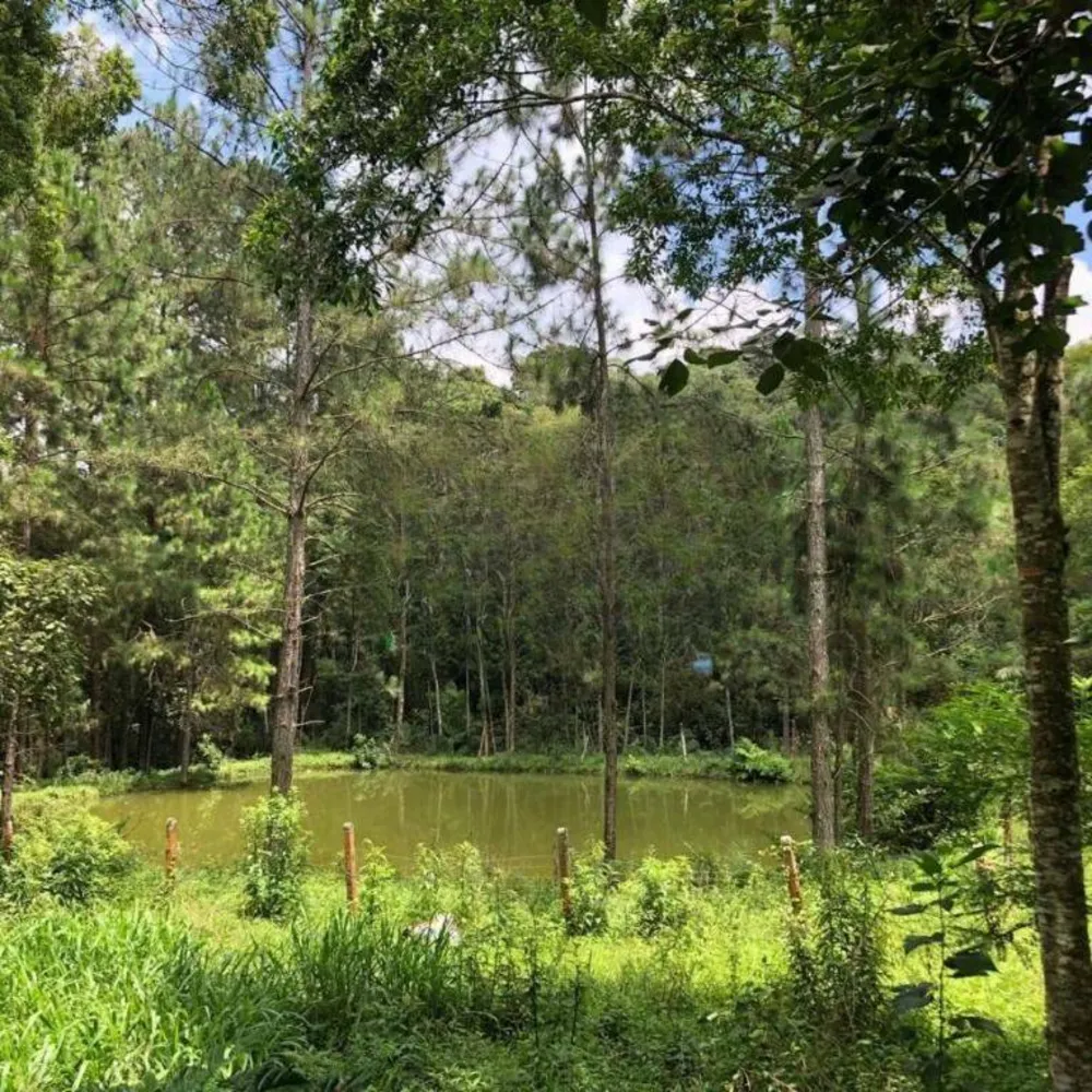 Chácara, 3 quartos, 3 hectares - Foto 4