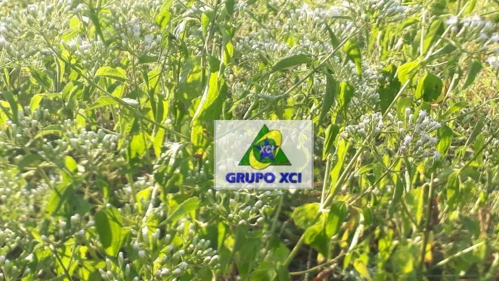 Fazenda, 1053 hectares - Foto 6