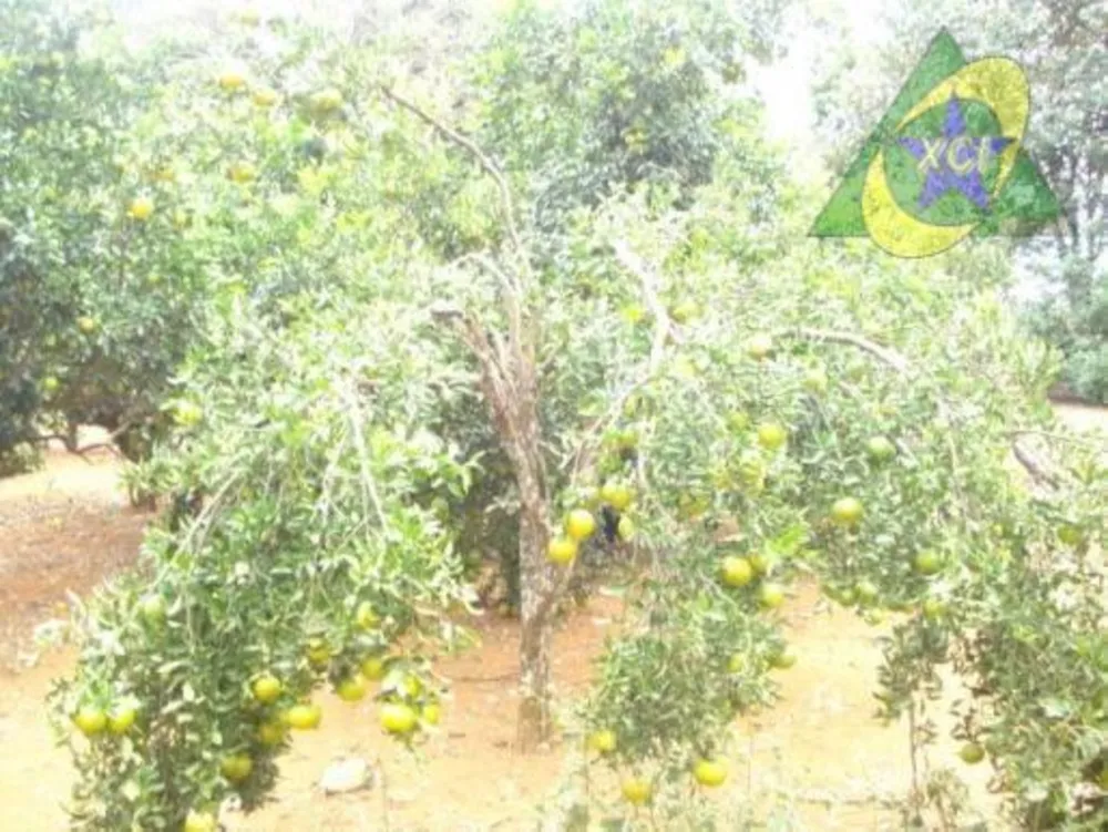 Fazenda, 22 hectares - Foto 3