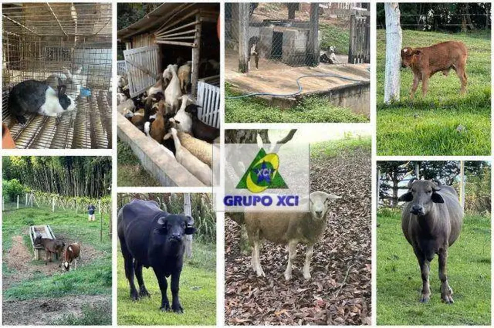 Sítio, 3 quartos, 12 hectares - Foto 7