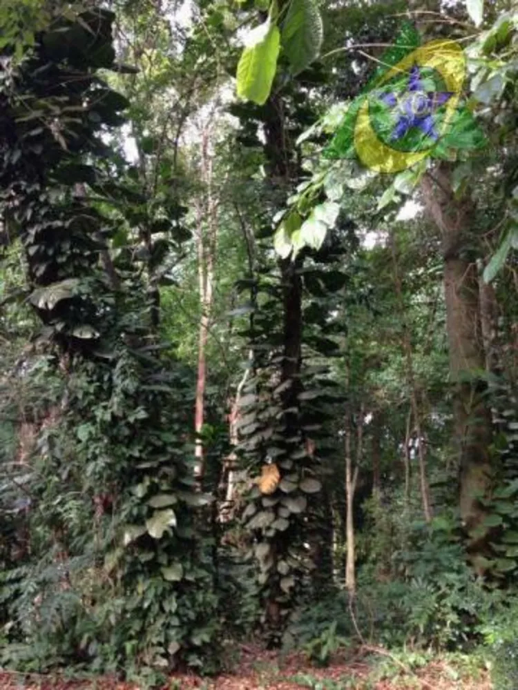 Terreno, 2638 m² - Foto 7