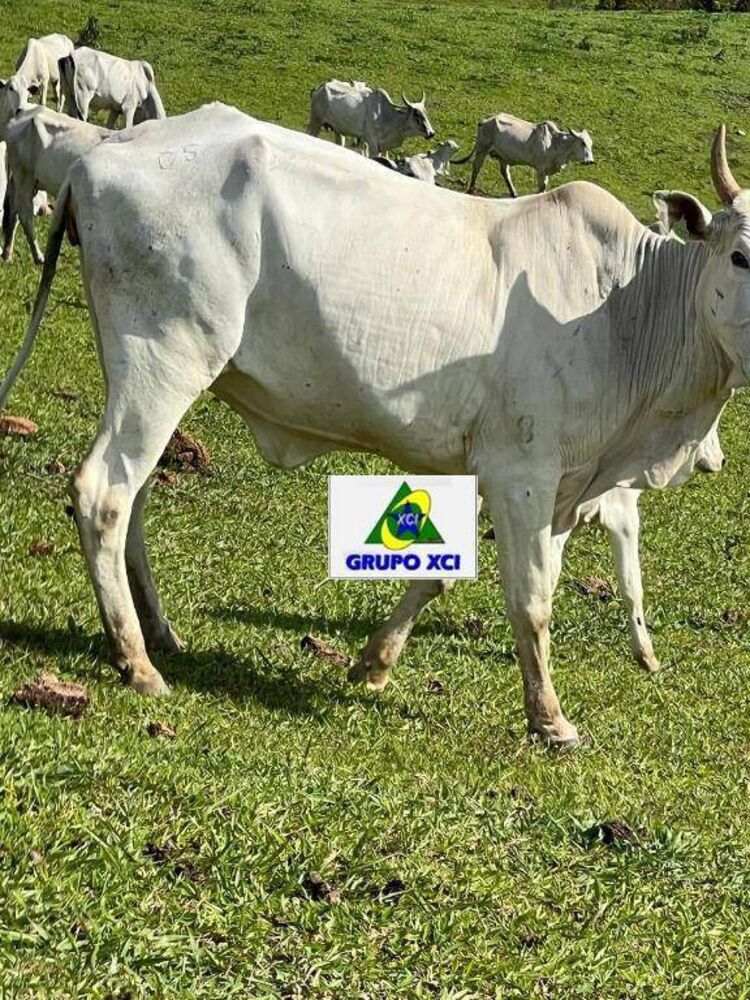 Fazenda, 242 hectares - Foto 20