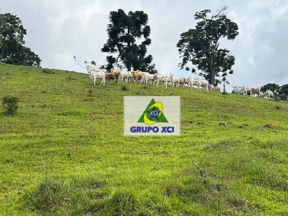 Fazenda, 254 hectares - Foto 9