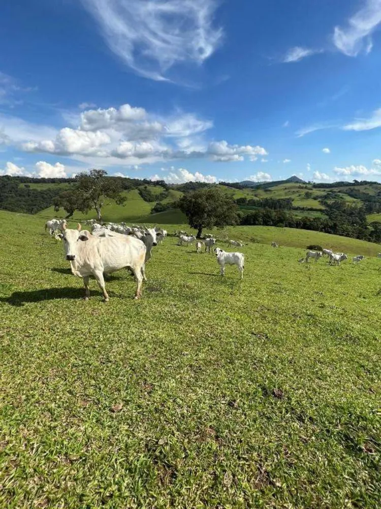Fazenda, 254 hectares - Foto 12