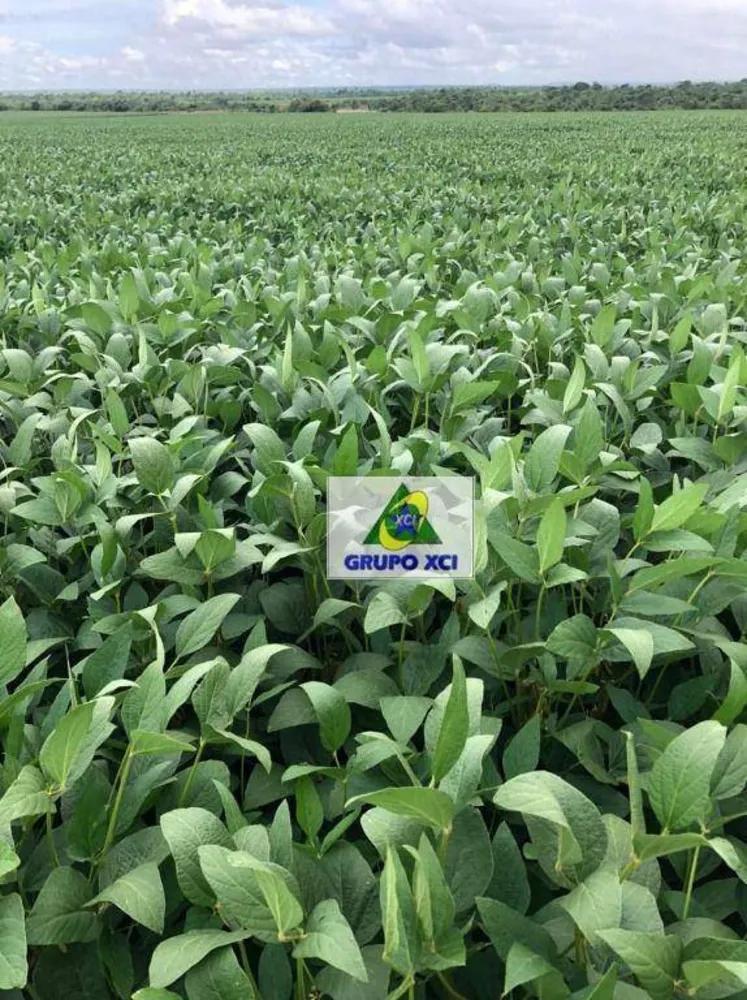 Fazenda, 2490 hectares - Foto 4