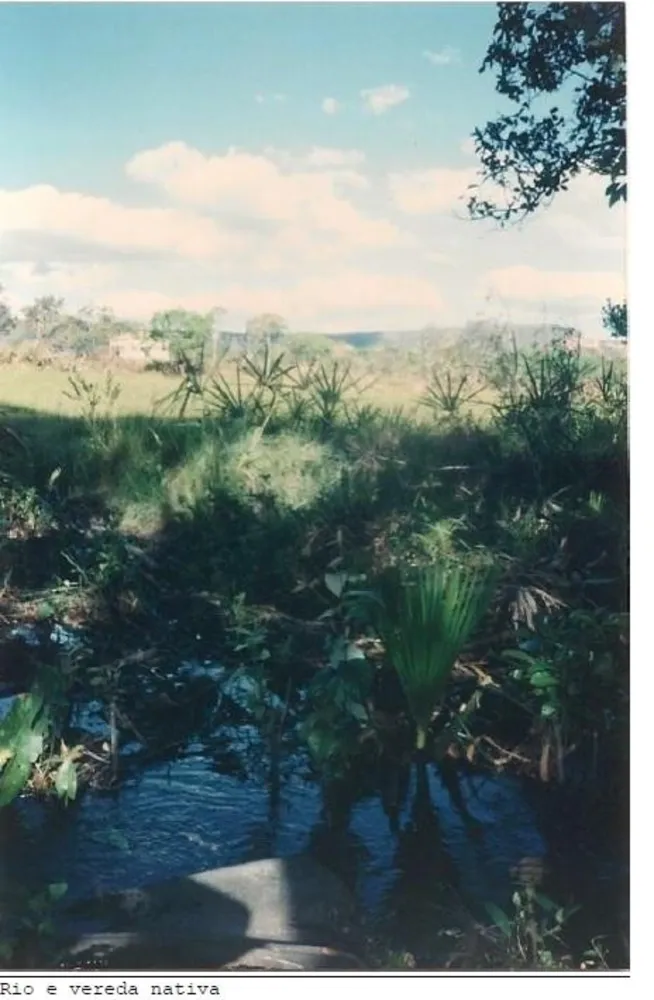 Fazenda, 2994 hectares - Foto 8