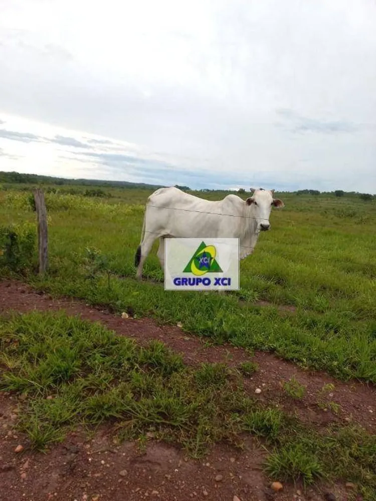 Fazenda, 997 hectares - Foto 7