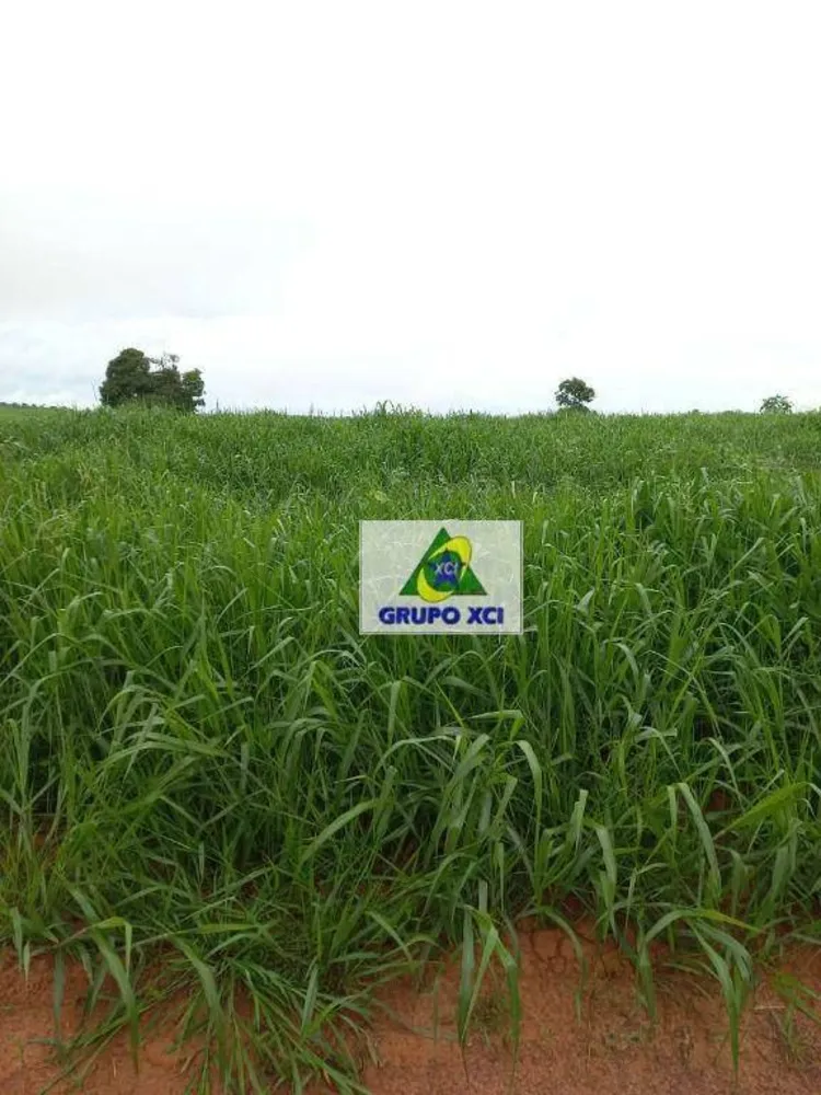 Fazenda, 997 hectares - Foto 1
