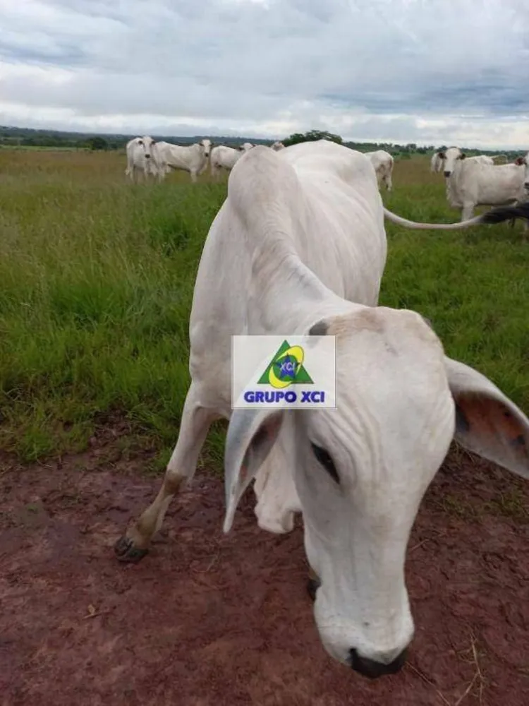 Fazenda, 997 hectares - Foto 6