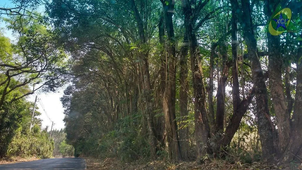 Terreno, 3 hectares - Foto 2