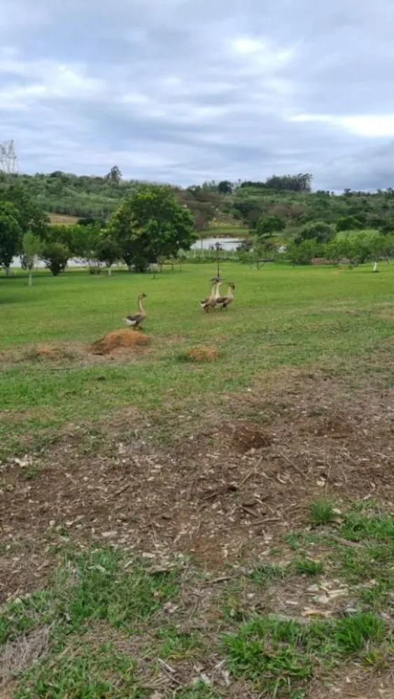 Chácara, 4 quartos, 4 hectares - Foto 7