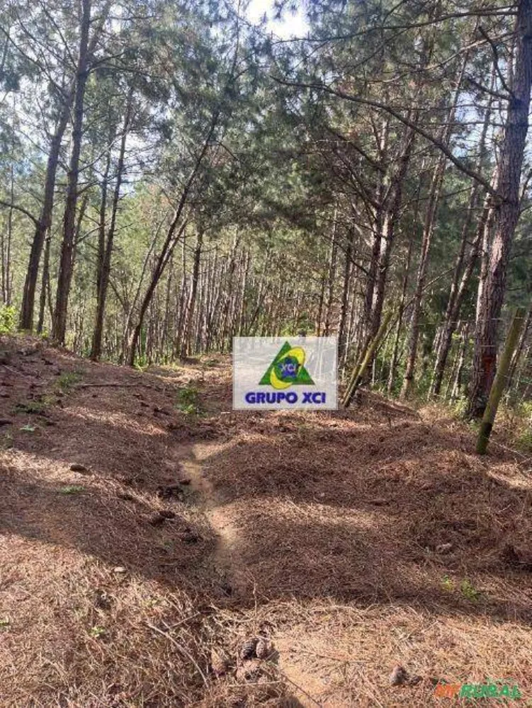 Fazenda, 242 hectares - Foto 3