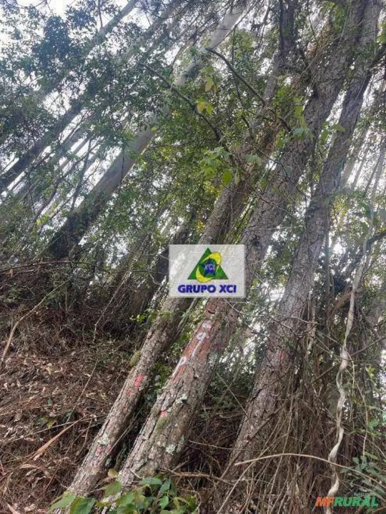 Fazenda, 242 hectares - Foto 4