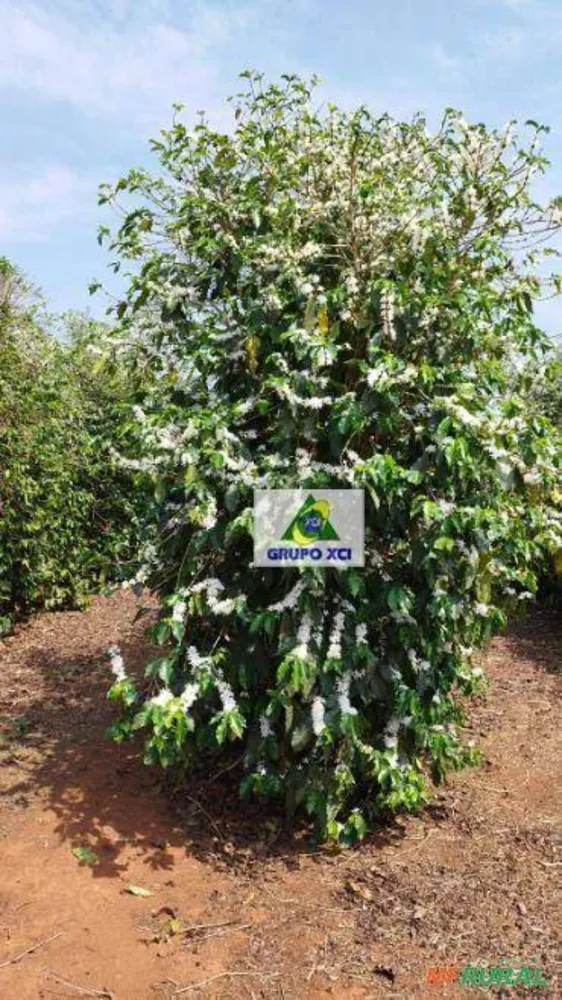 Fazenda, 40 hectares - Foto 1