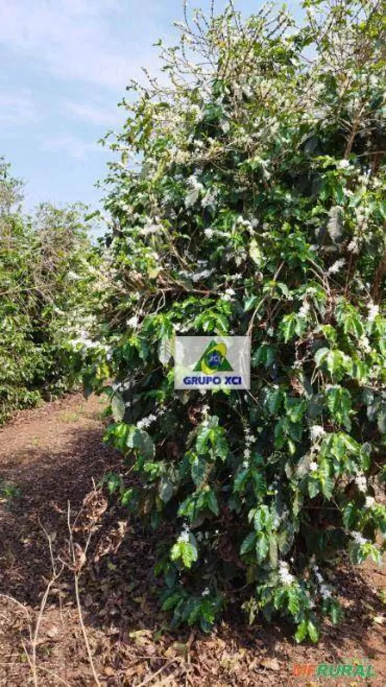 Fazenda, 40 hectares - Foto 2