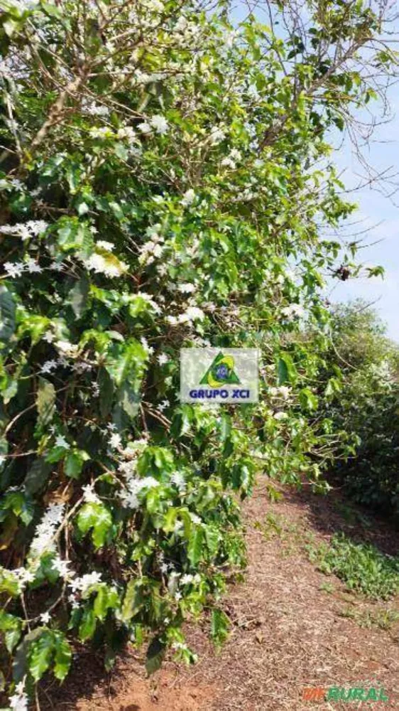 Fazenda, 40 hectares - Foto 4