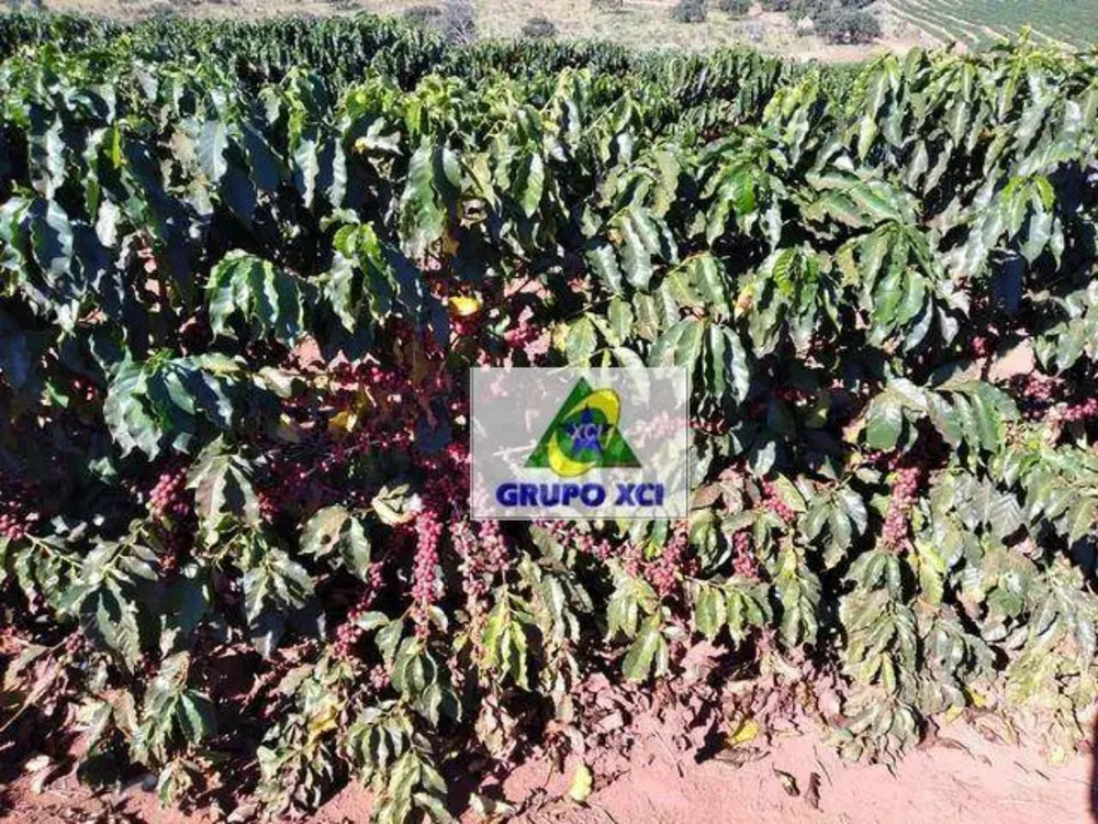 Fazenda, 1674 hectares - Foto 4