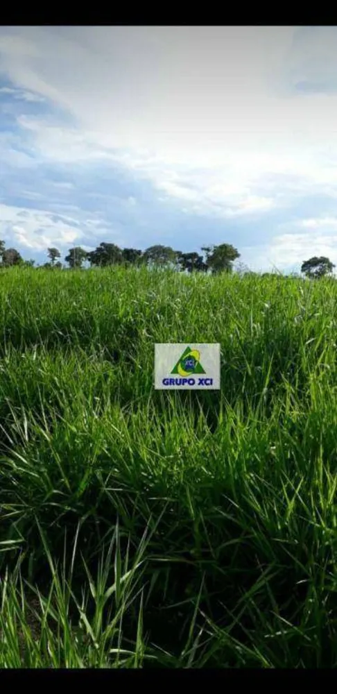 Fazenda, 206 hectares - Foto 8