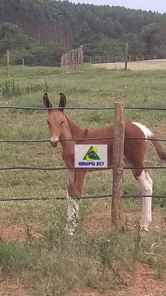 Fazenda, 97 hectares - Foto 3