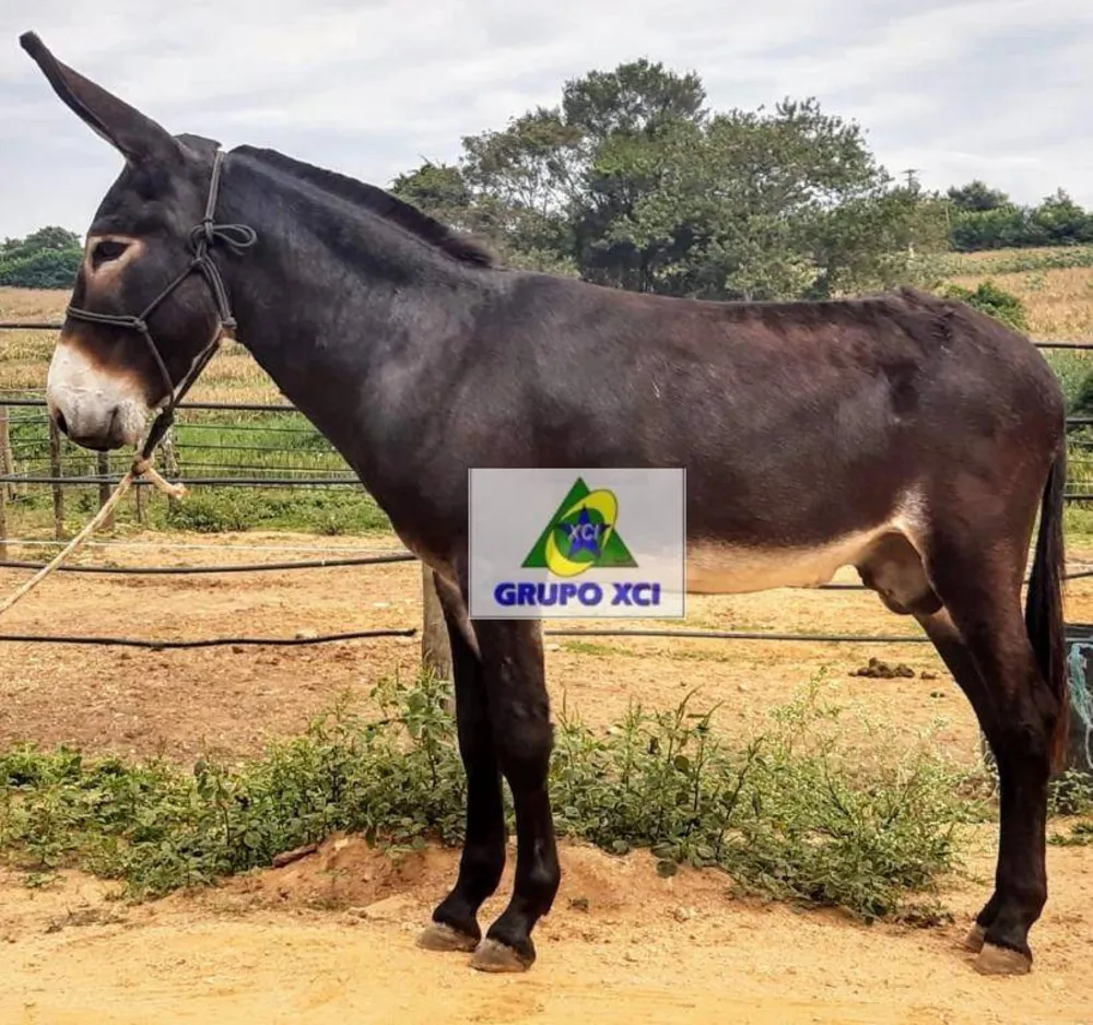 Fazenda, 97 hectares - Foto 8