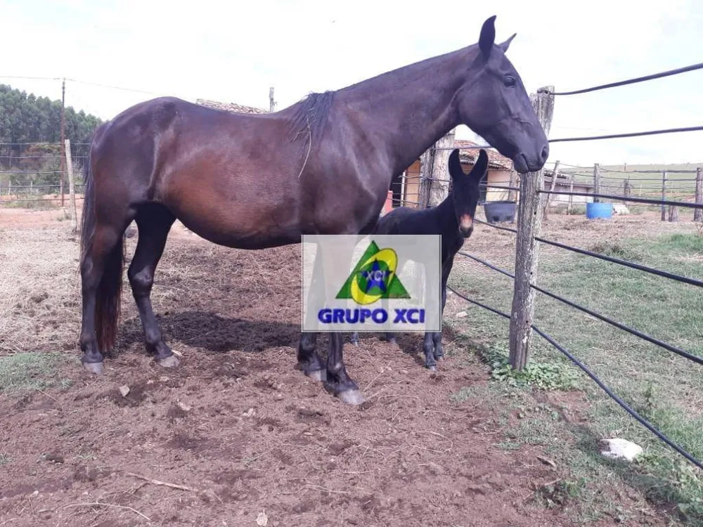 Fazenda, 97 hectares - Foto 9