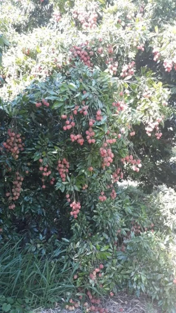 Fazenda, 97 hectares - Foto 2