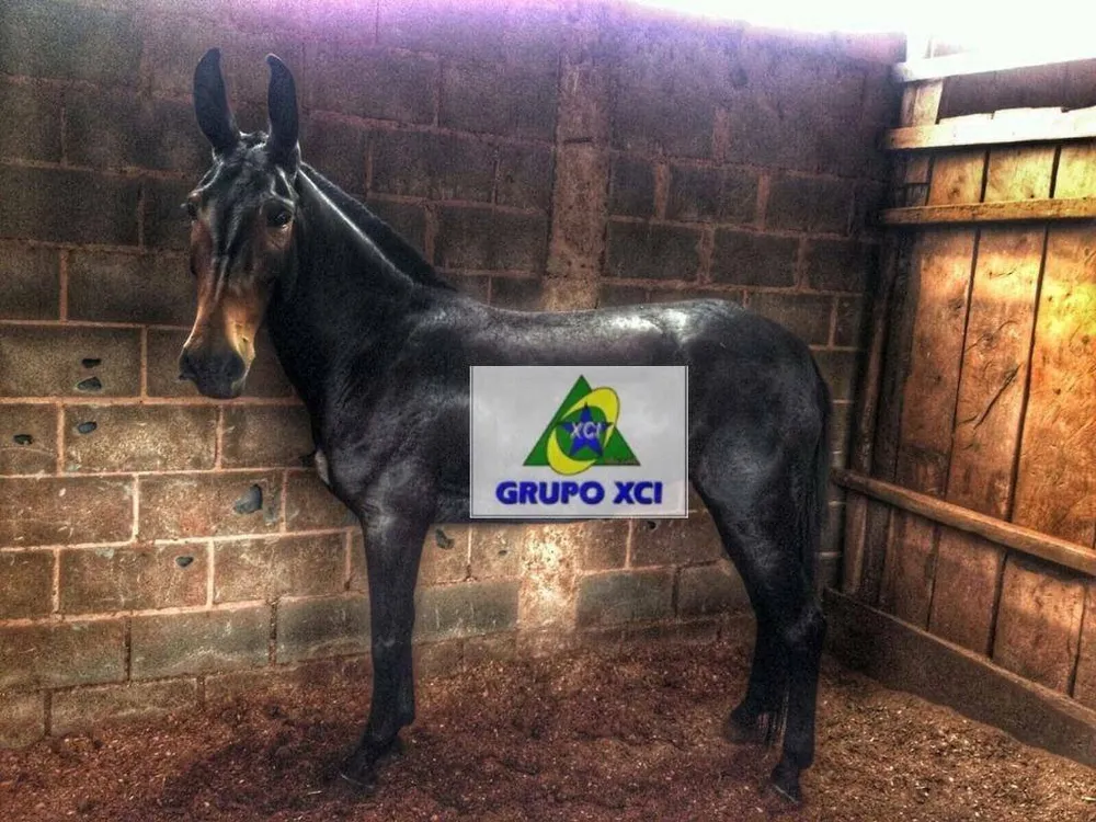 Fazenda, 97 hectares - Foto 6