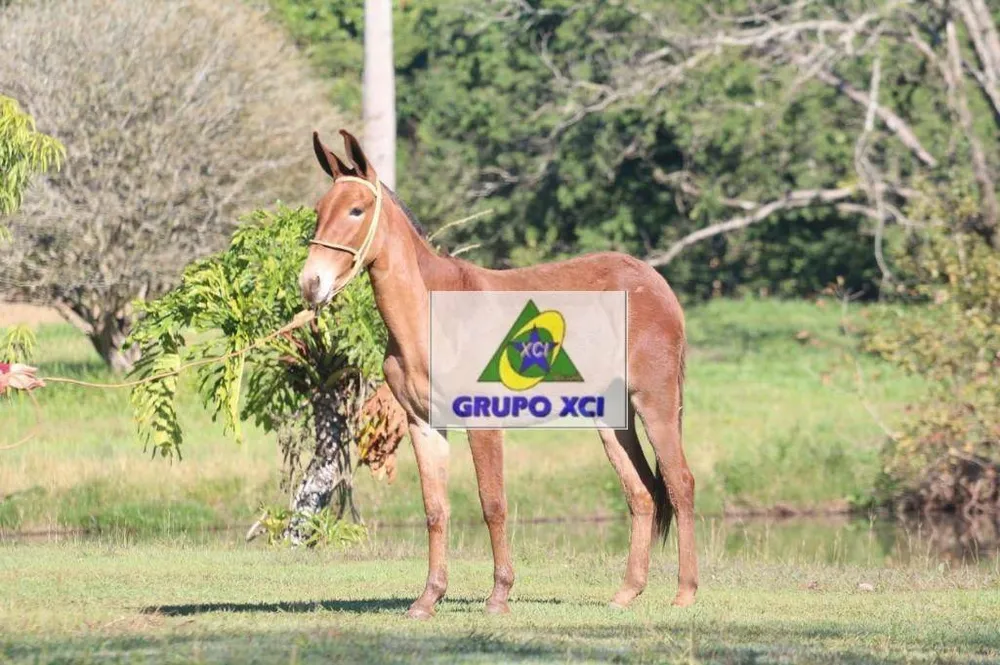 Fazenda, 97 hectares - Foto 7