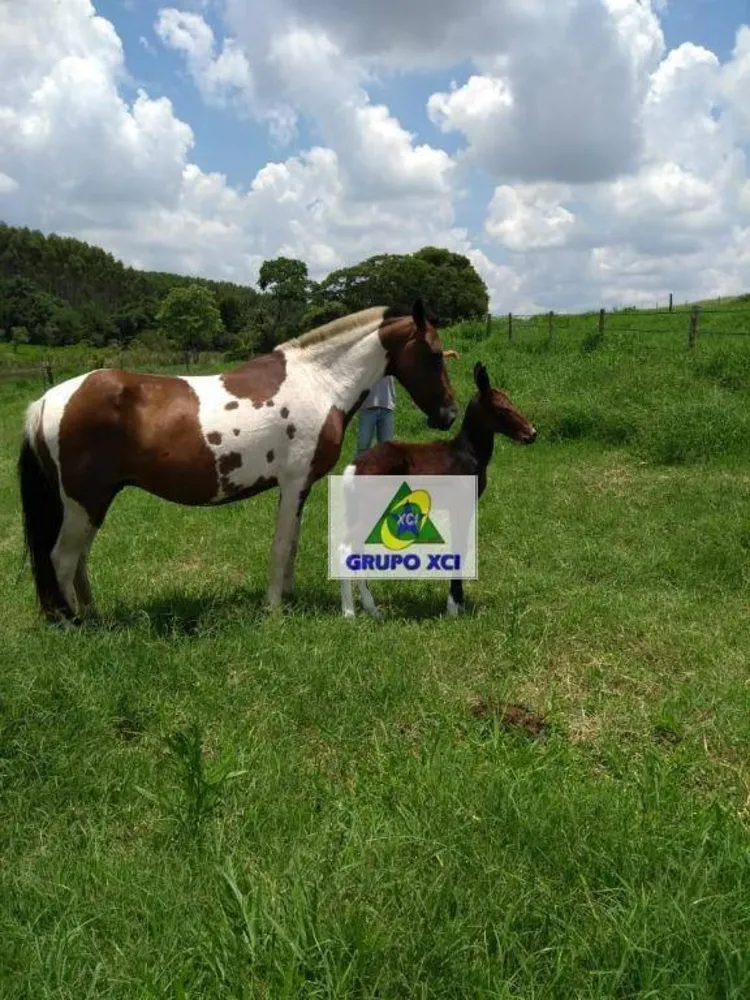 Fazenda, 97 hectares - Foto 11