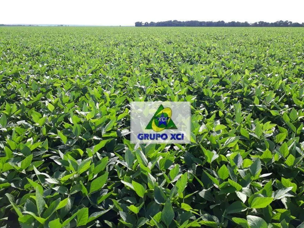 Fazenda, 1152 hectares - Foto 11