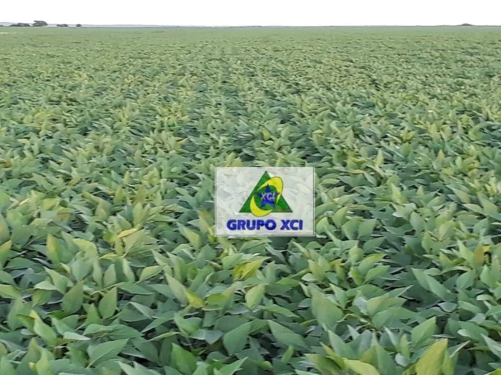 Fazenda, 1152 hectares - Foto 10