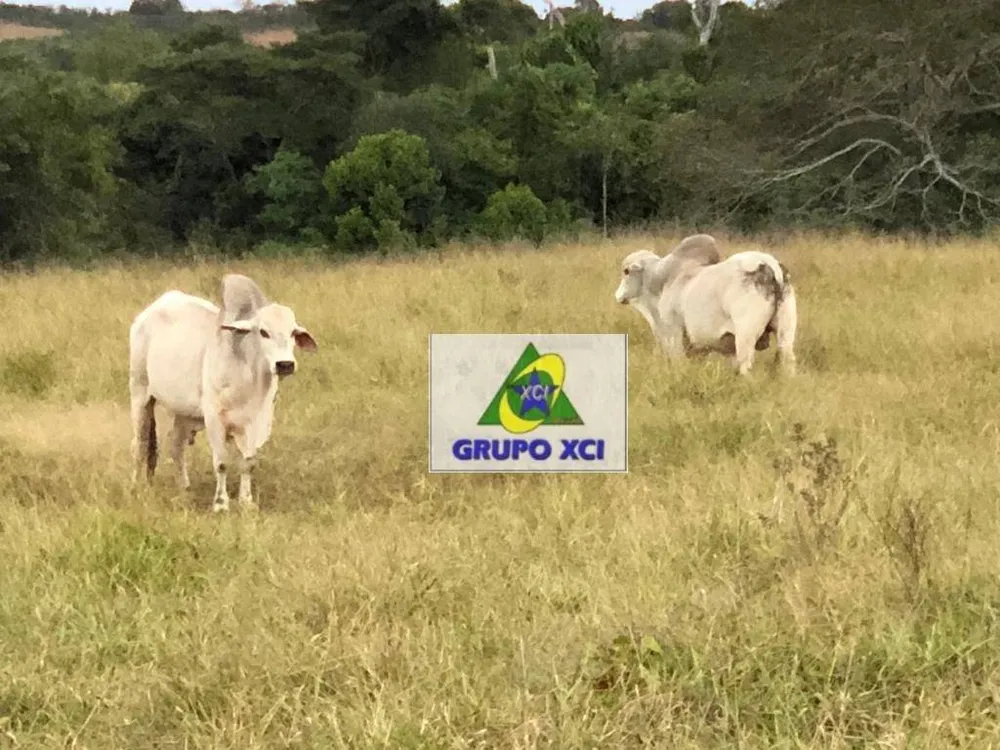 Fazenda, 1152 hectares - Foto 9