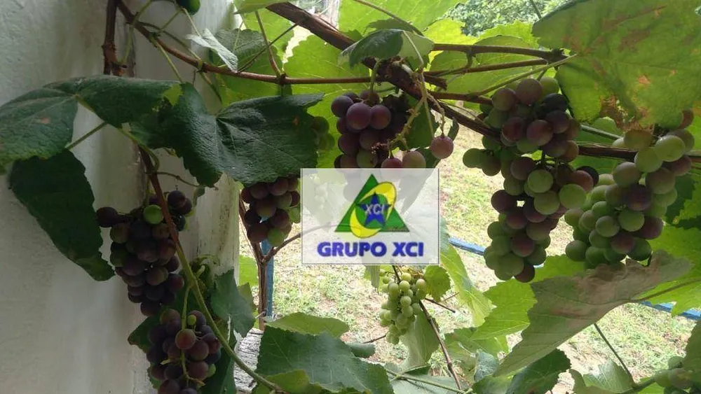 Fazenda, 24 hectares - Foto 4