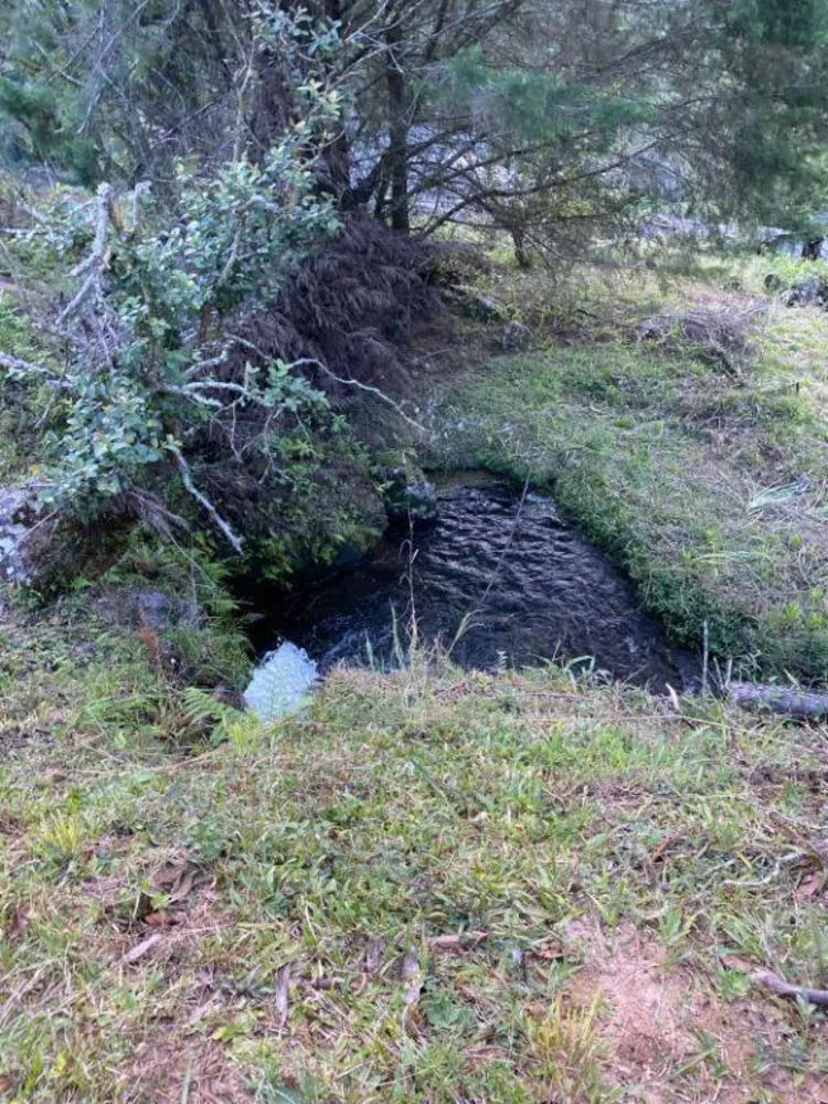 Fazenda, 158 hectares - Foto 6