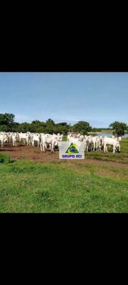 Fazenda, 12000 hectares - Foto 1