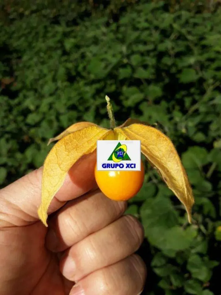 Fazenda, 97 hectares - Foto 4