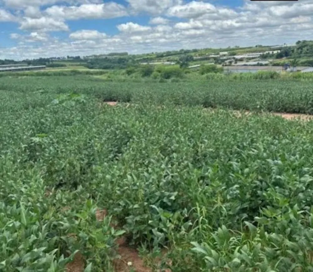 Terreno, 3 hectares - Foto 4