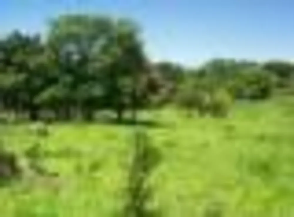 Sítio, 2 quartos, 5 hectares - Foto 1
