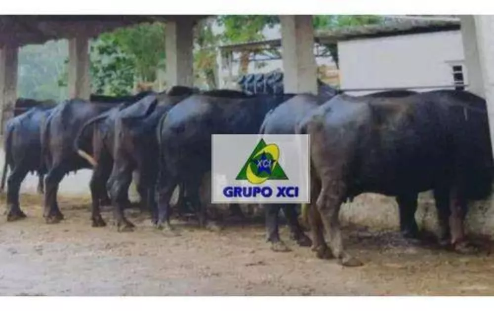 Fazenda, 1319 hectares - Foto 4