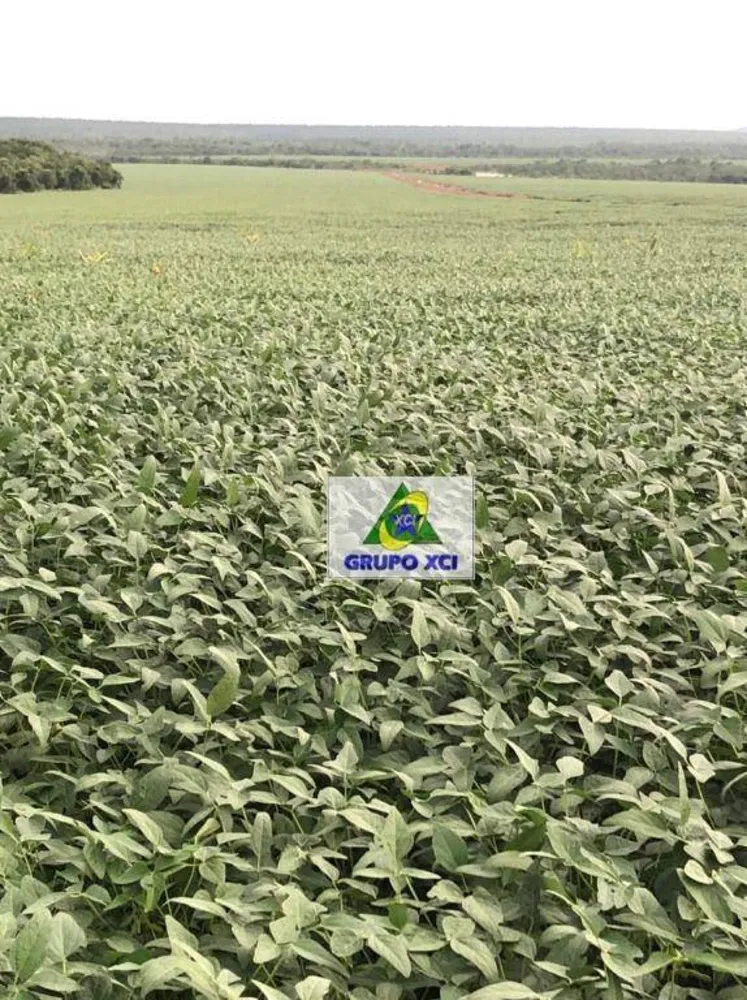 Fazenda, 2490 hectares - Foto 12