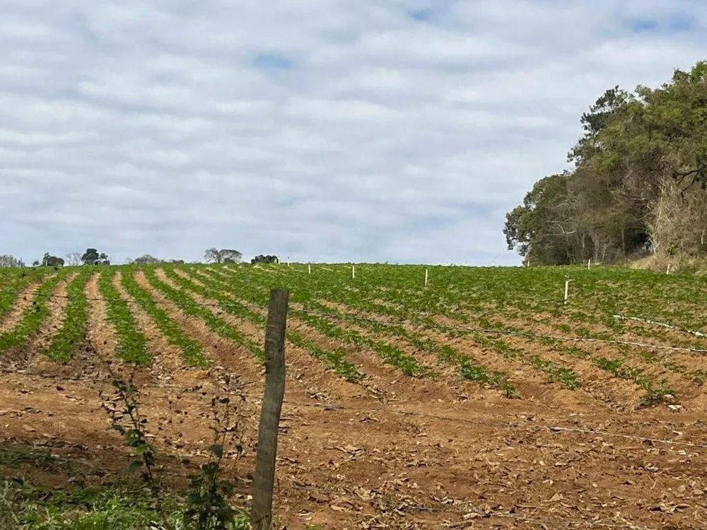Fazenda, 339 hectares - Foto 8
