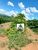 Fazenda-Sítio-Chácara, 252 hectares - Foto 2