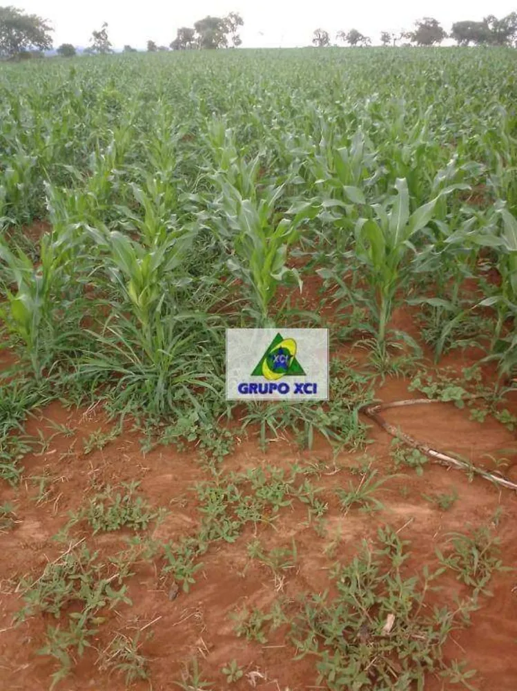 Fazenda, 277 hectares - Foto 3