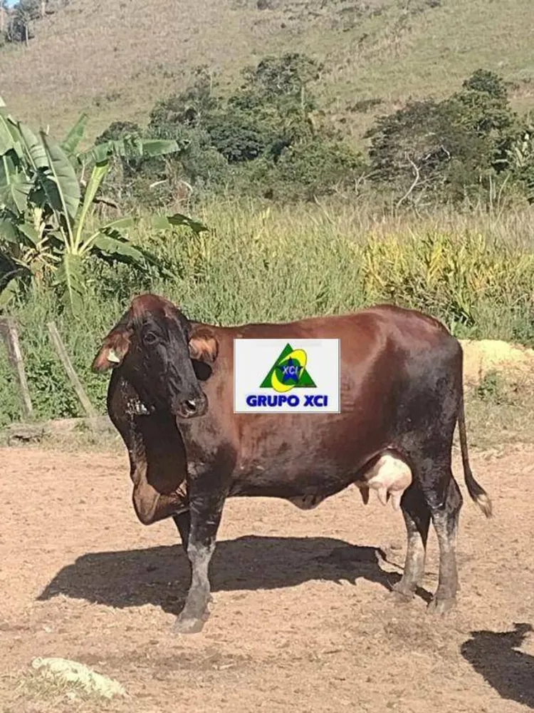 Fazenda, 61 hectares - Foto 3